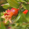 Granatapfel  (Punica granatum)